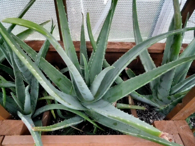 Extra Large Aloe Vera Plant