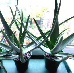 Grow Your Own Large Aloe Vera Plants