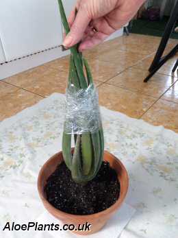 Transplant Your Aloe Vera Plant With Care