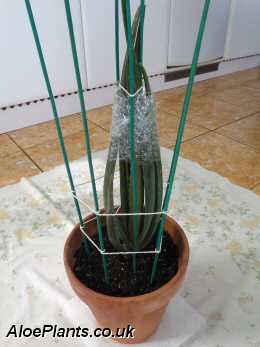 Transplant Your Aloe Vera Plant With Care