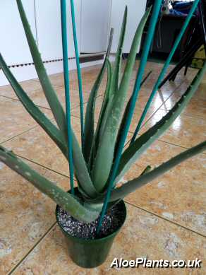 Transplanted Aloe Vera Plants Need Supporting With Stakes