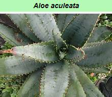 Aloe Aculeata