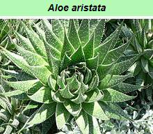 Aloe Aristata