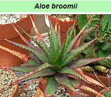 Aloe Broomii