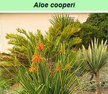 Aloe Cooperi