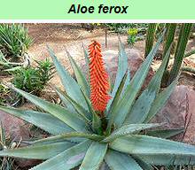 Aloe Ferox