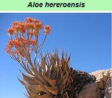 Aloe Hereroensis