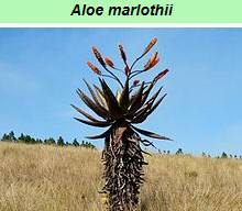 Aloe Marlothii