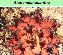 Aloe Melanacantha