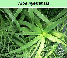 Aloe Nyeriensis