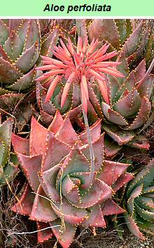 Aloe Perfoliata