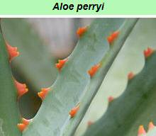 Aloe Perryi