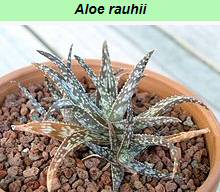 Aloe Rauhii