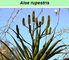 Aloe Rupestris