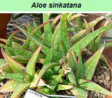 Aloe Sinkatana