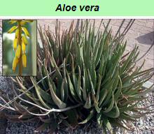 Aloe Vera