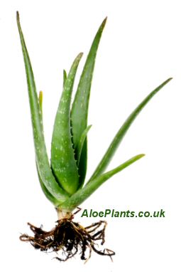 A very healthy Aloe plant pup