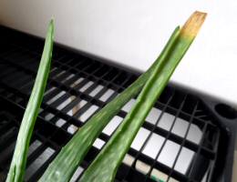 Aloe Vera Plant with brown leaf end