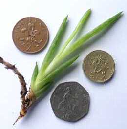 An Aloe Vera Plant Bought on Gumtree