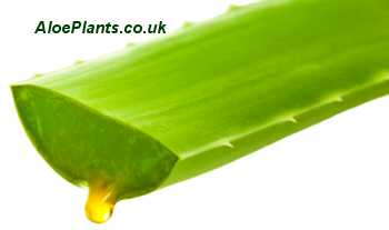 Aloe Vera Juice Drop