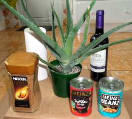 Large Aloe Vera Plants