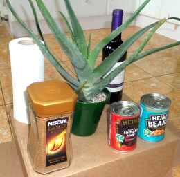 Extra Large Aloe Vera Plants