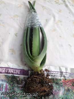 Transplant Your Aloe Vera Plant With Care