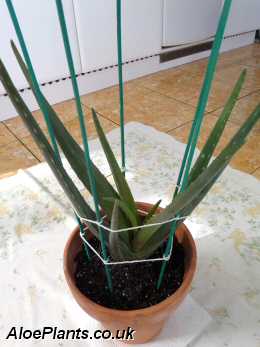 Transplant Your Aloe Vera Plant With Care