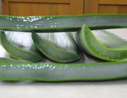 Cut Aloe Vera Leaf Showing Gel