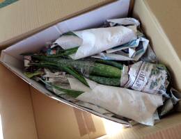 Medium Aloe Vera Plants in Box