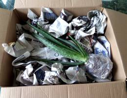 Medium Aloe Vera Plants in Cardboard Box