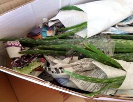 Medium Aloe Vera Plants in Postal Box