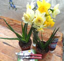 Aloe Vera Pup Plants Around 12-18cms High