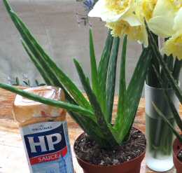 Top Quality Aloe Vera Plants