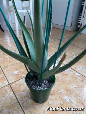 Transplanted Aloe Vera Plants Need Supporting With Stakes