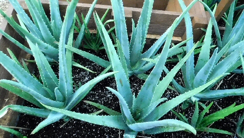 Aloe Vera Growing in the Greenhouse