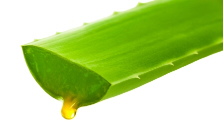 Aloe Vera cut leaf showing Aloin drop