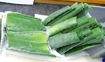Large Aloe Vera Leaves in a Vacuum Pack by Aloeplants.co.uk
