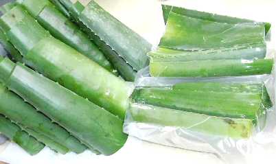 Vacuum Pack Aloe Vera Leaves Sold by Aloeplants.co.uk