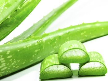 Aloe Vera Plant Showing Cut Leaf