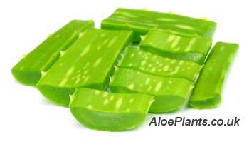 Aloe leaf cut up into slices