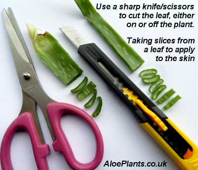 Aloe leaf cut up into slices to apply to wounds